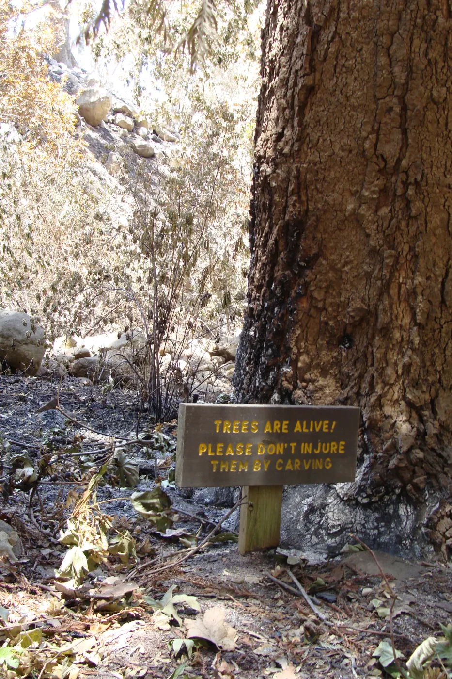 'Trees Are Alive!', wood sign in the Redwood Section, after the Jesusita Fire