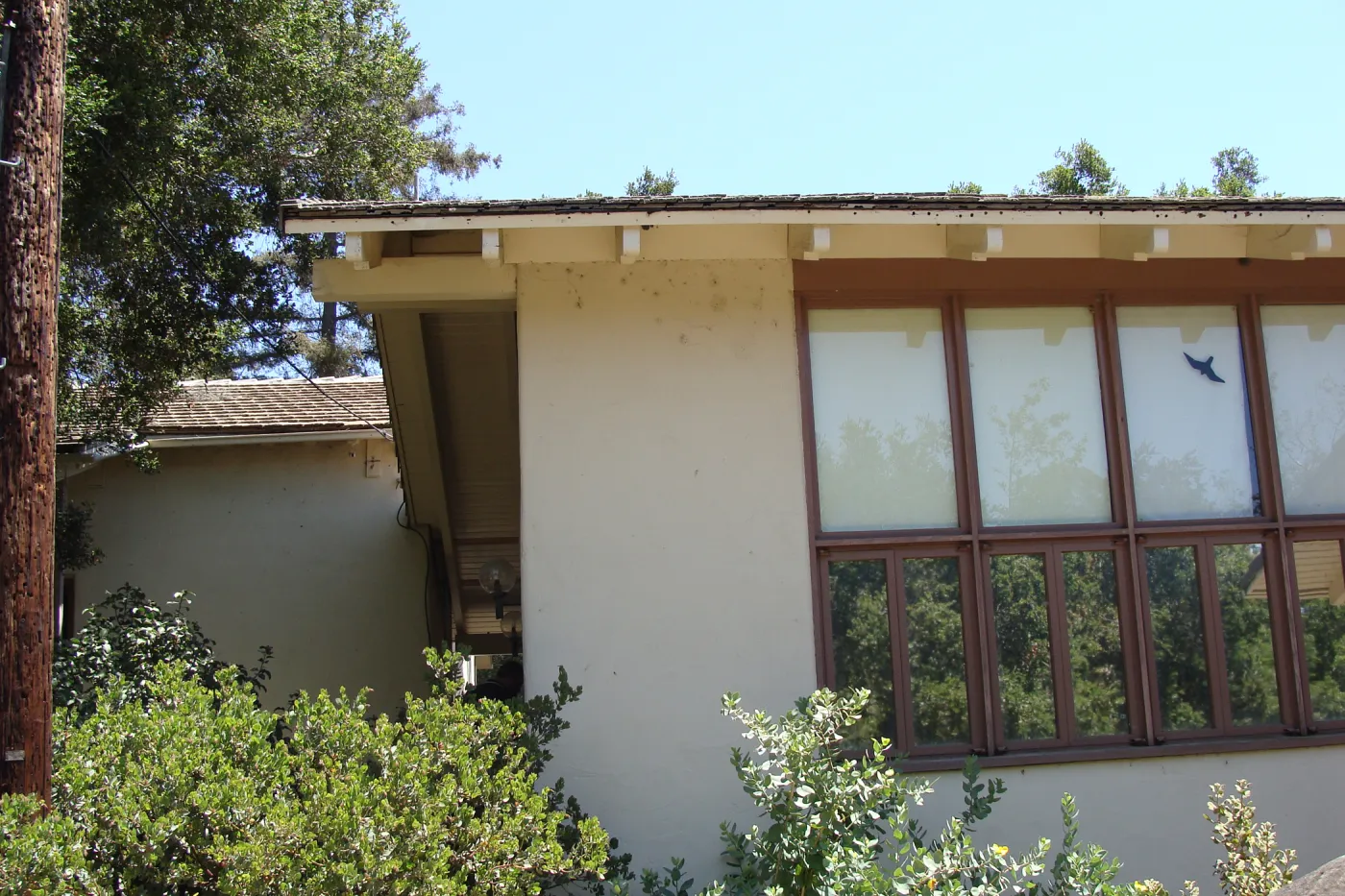 acorn granary, wood power pole adjacent to the Herbarium building, was not burned by the Jesusita Fire