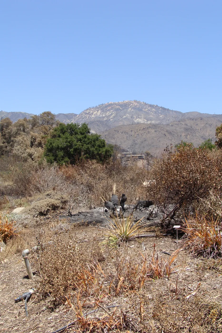 the Porter Trail, after the Jesusita Fire