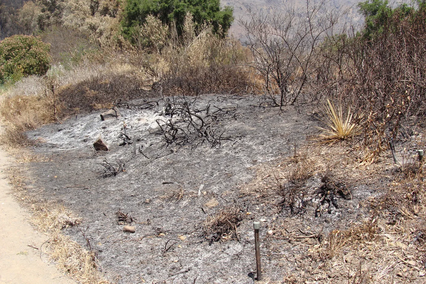 burned planting display along the Porter Trail, after the Jesusita Fire
