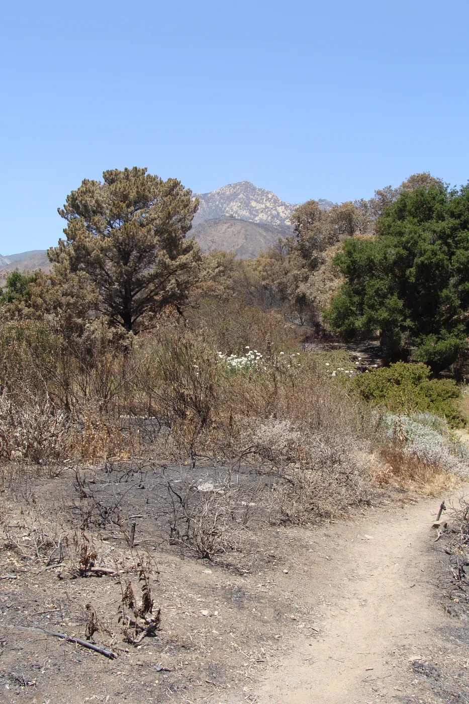viewing La Cumbre Peak from the top of the Porter Trail, after the Jesusita Fire