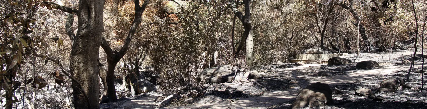 Campbell Bridge and stone bench, panorama, one week after the Jesusita Fire