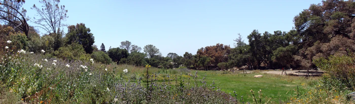 Garden Meadow, panorama, one week after the Jesusita Fire
