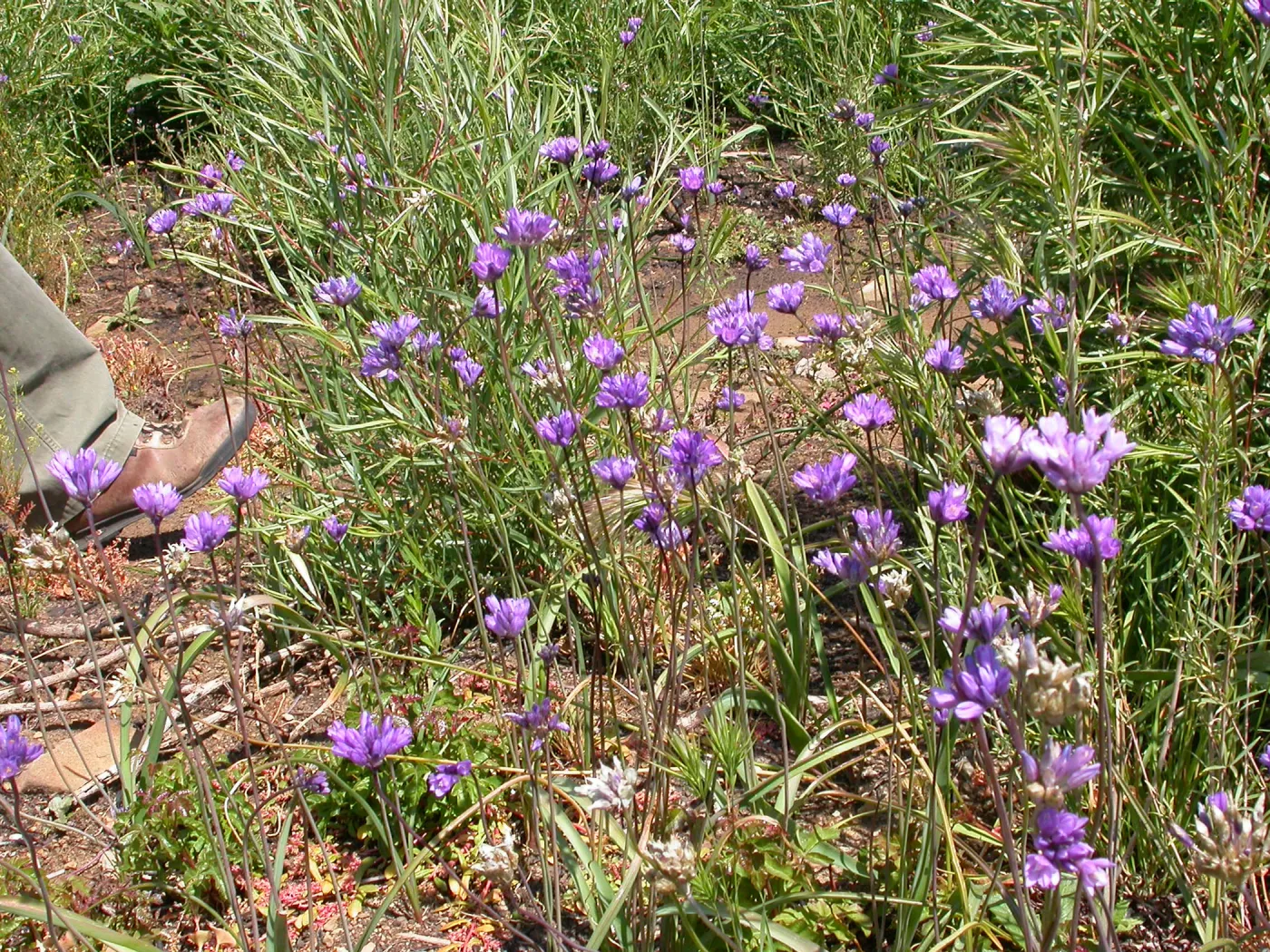 Dichelostemma capitatum, Hwy 33, Derrydale Creek