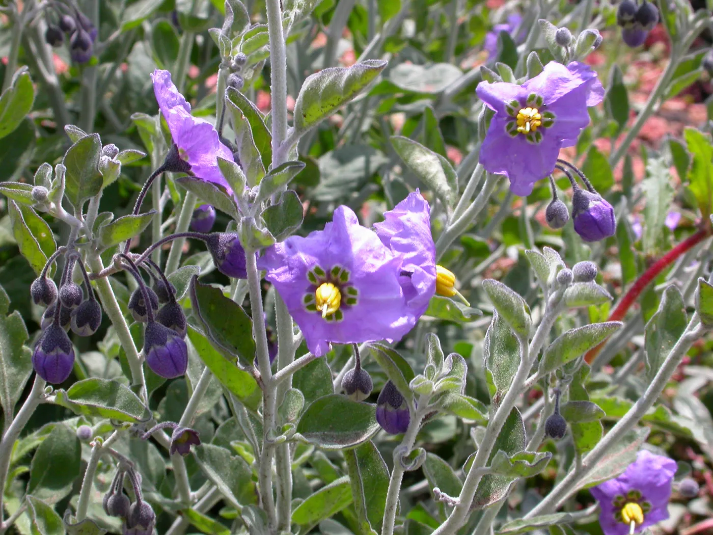 Solanum umbelliferum ssp. incanum, Hwy 33, Derrydale Creek