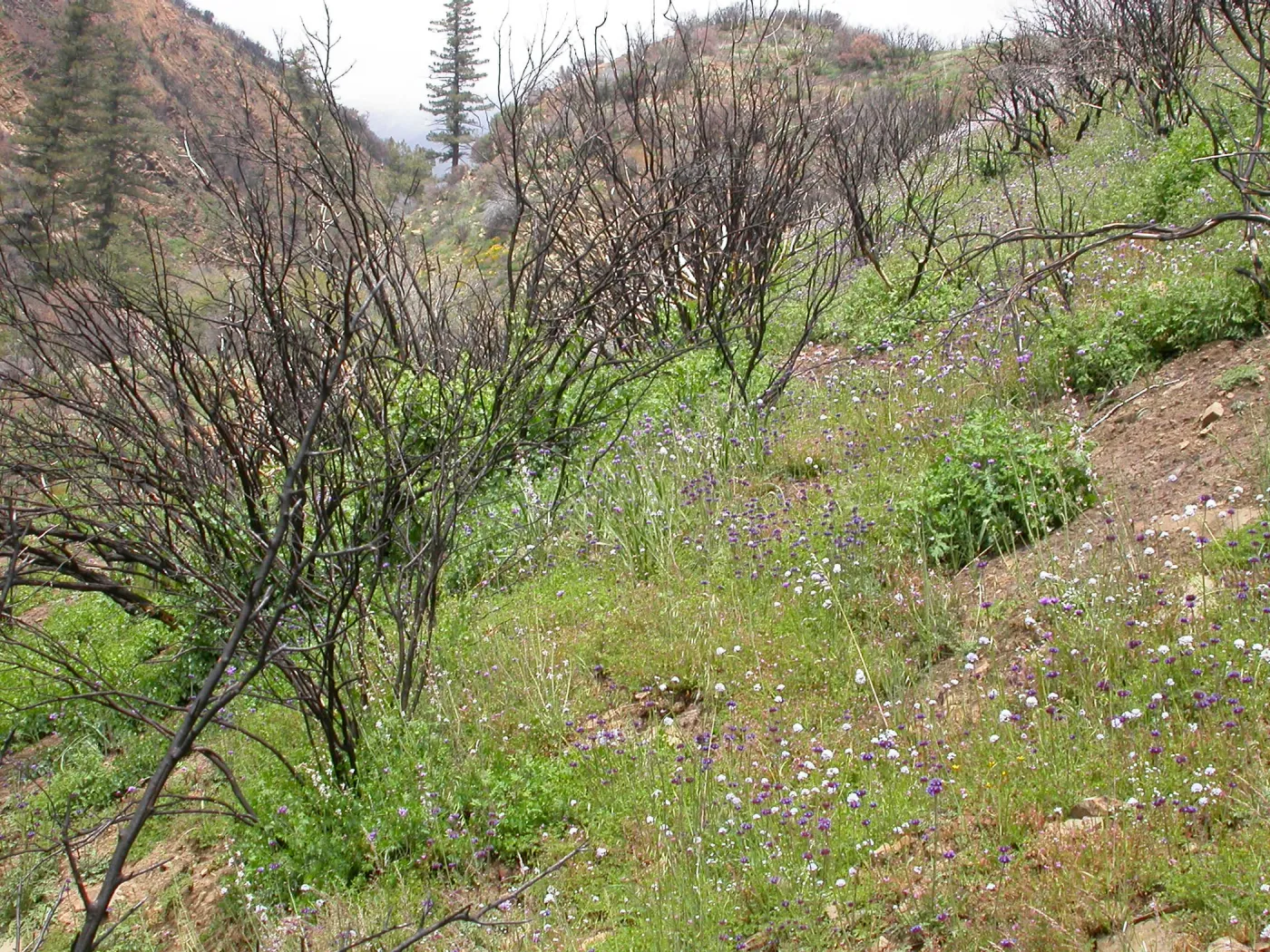 Stump sprounting oaks, Hwy 33, Derrydale Creek