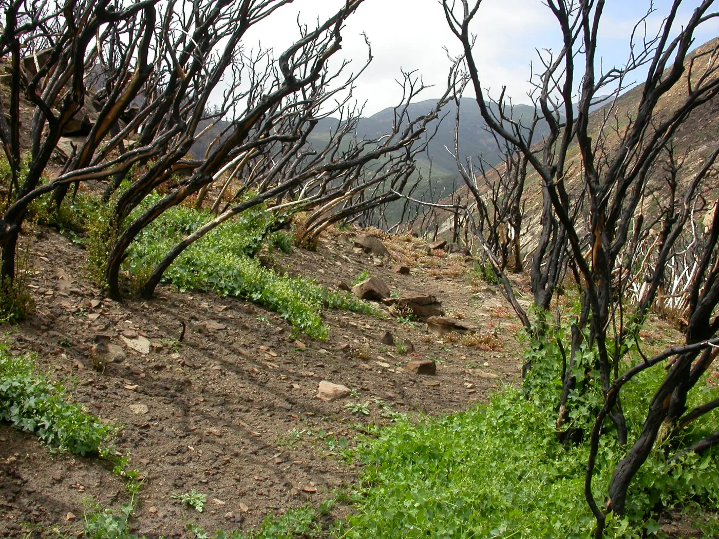 Hwy 33, Derrydale Creek Marah fabaceus understory, stump sprounting oaks,