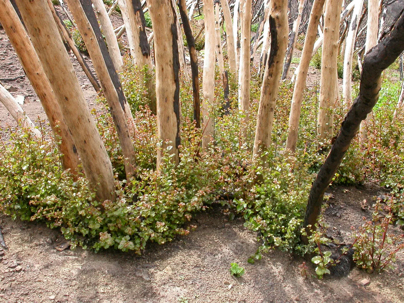 Stump sprounting oaks, Hwy 33, Derrydale Creek