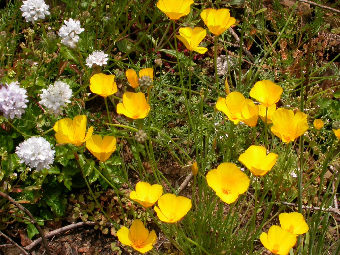 Eschscholzia caespitosa, Hwy 33, Derrydale Creek