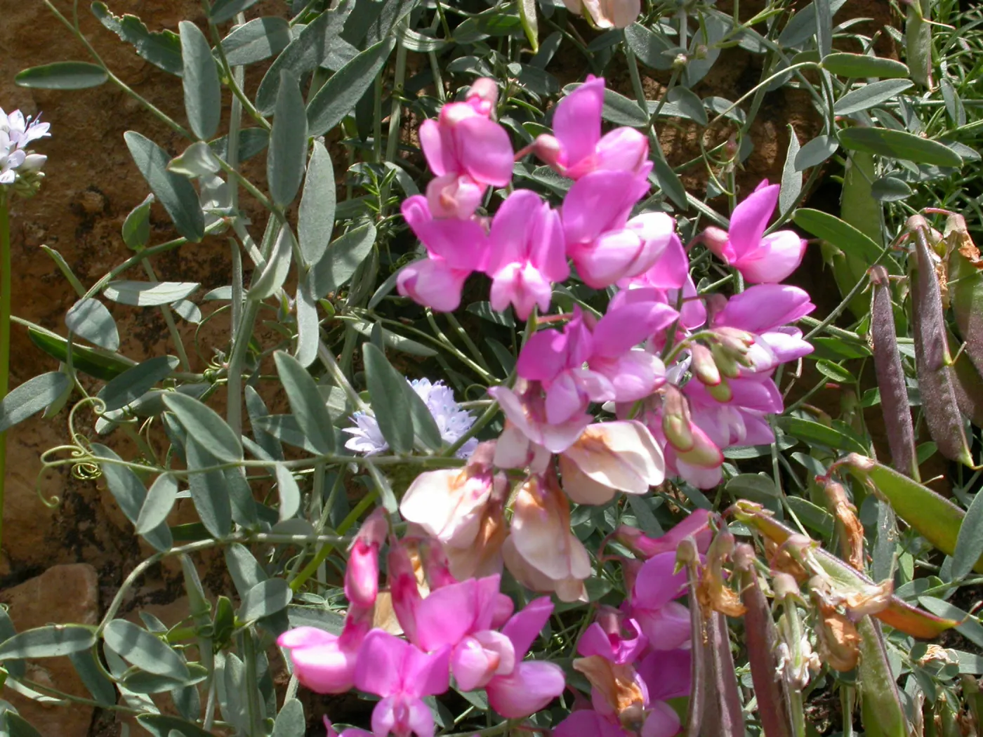 Lathyrus vestitus, Hwy 33, Derrydale Creek