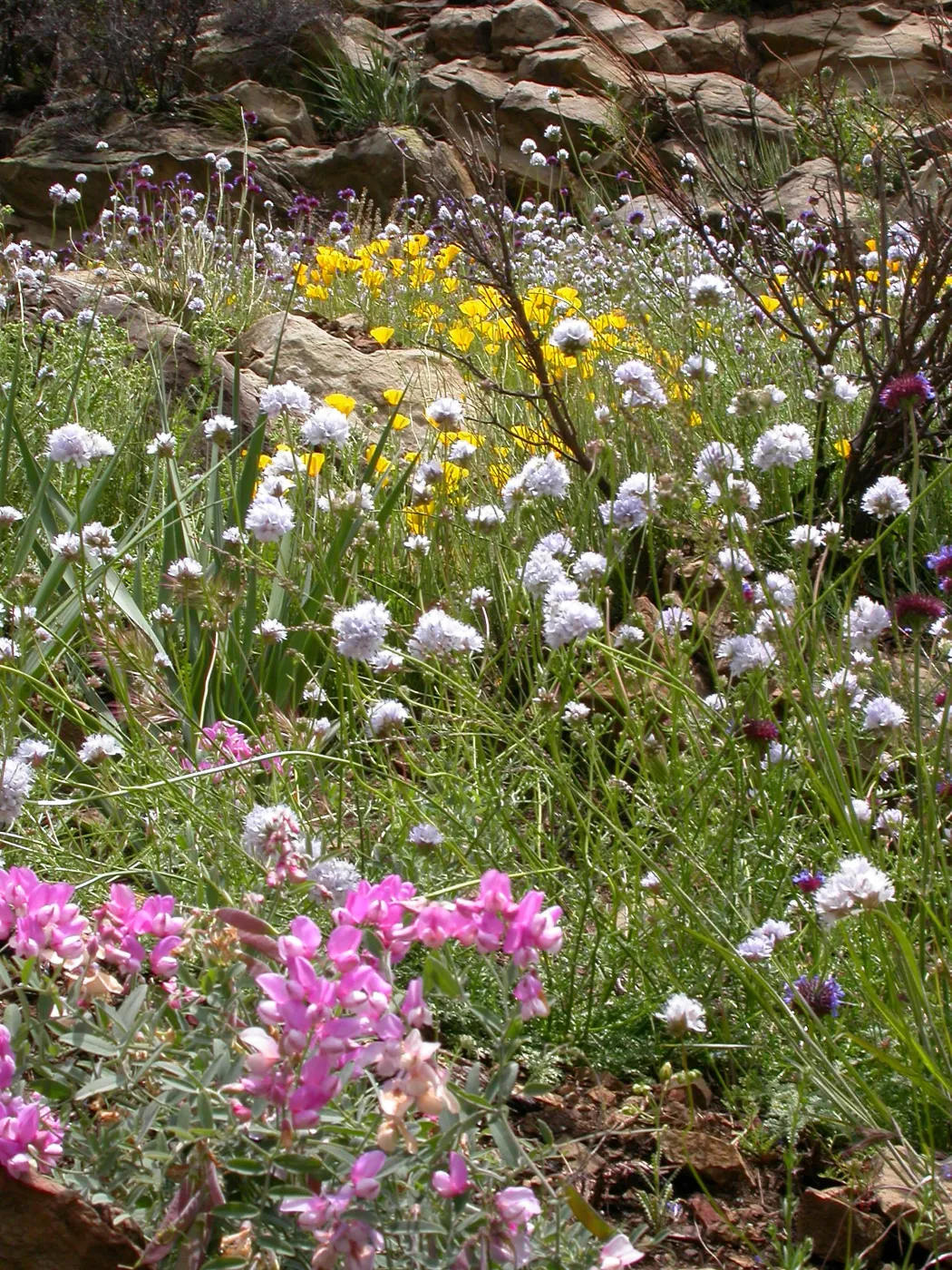 Lathyrus vestitus, Hwy 33, Derrydale Creek