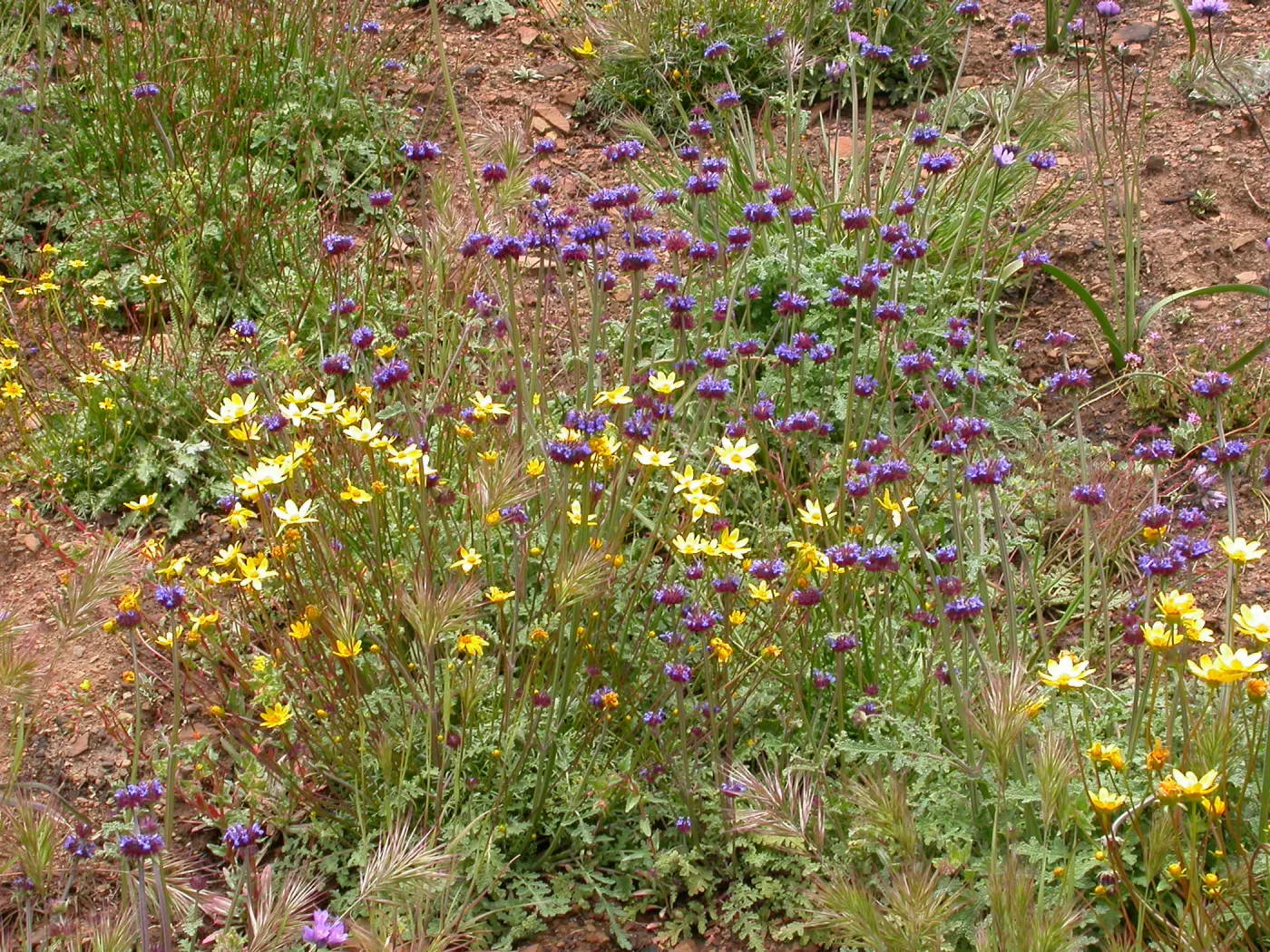 Coreopsis bigelovii, Hwy 33, Derrydale Creek