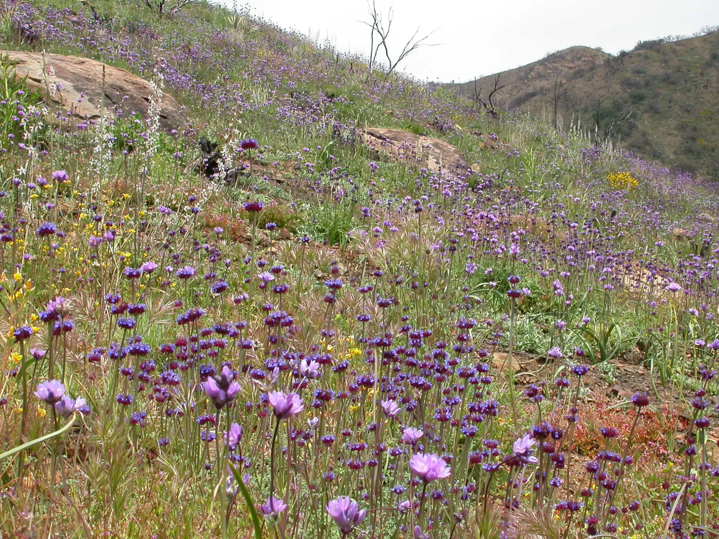Post Burn Wildflowers, Hwy 33, Derrydale Creek