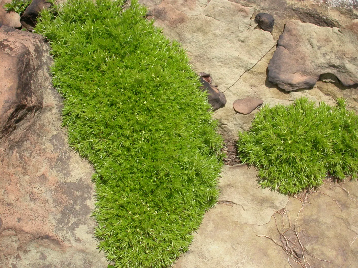 Galium andrewsii, Hwy 33, Derrydale Creek