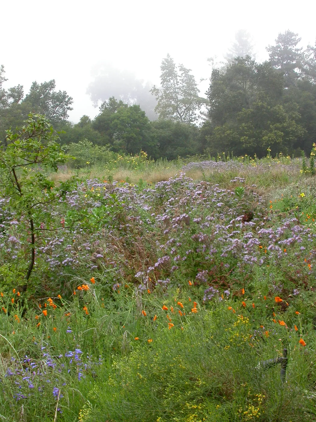 Meadow Wildflowers