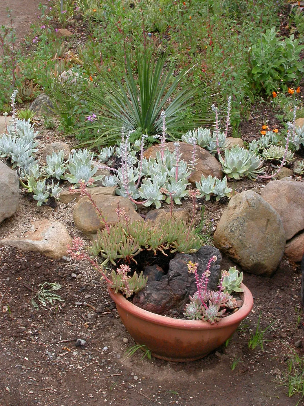 Dudleya pot