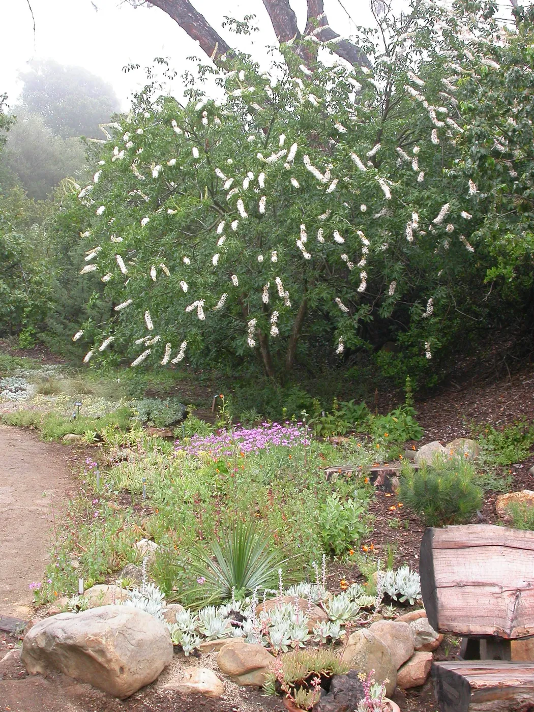 Aesculus californica