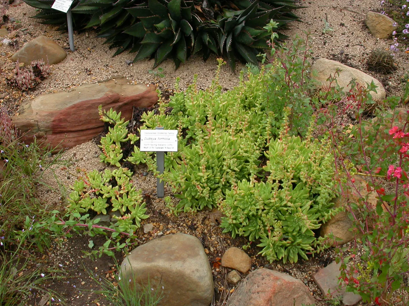 Dudleya formosa