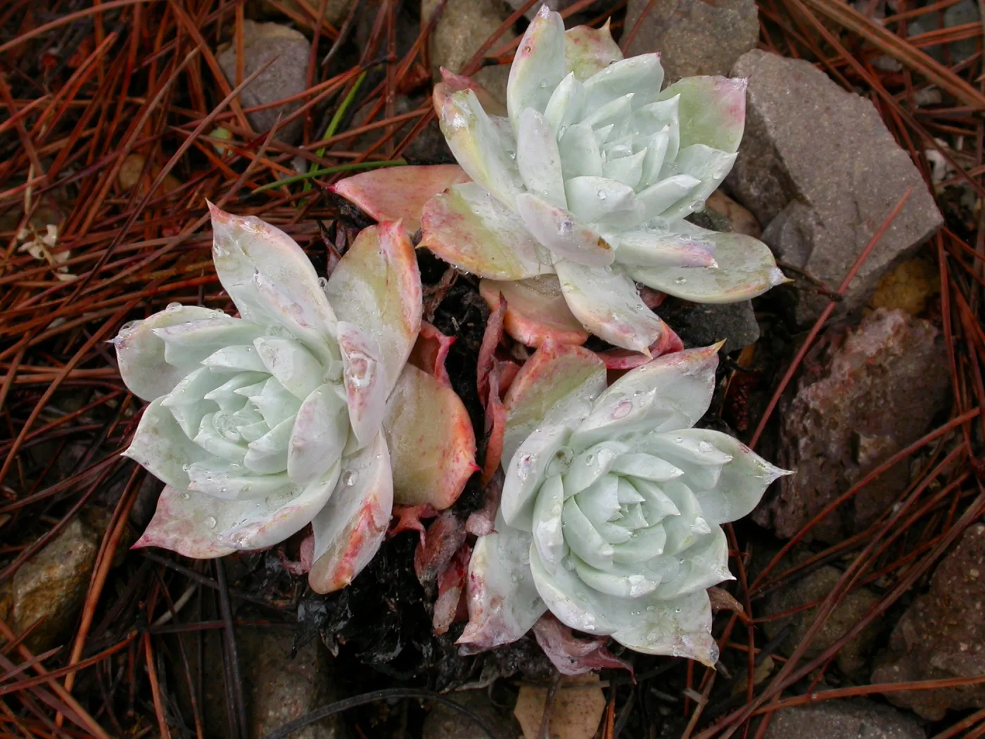 Dudleya candida