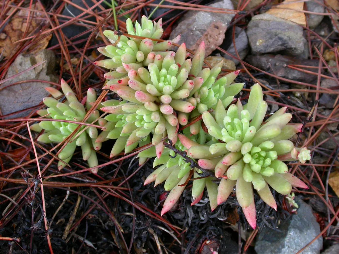 Dudleya anomala