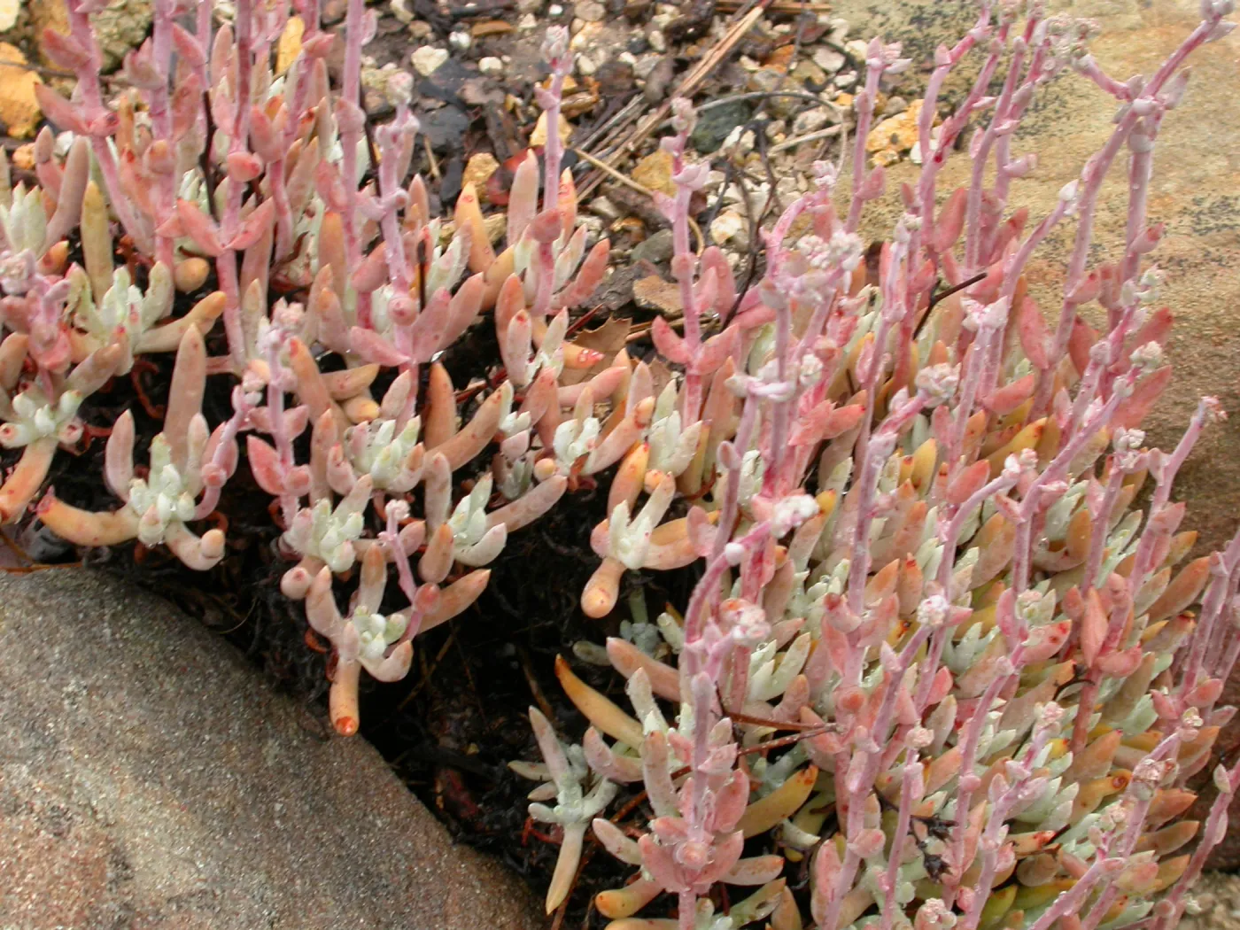Dudleya atttenuata orcuttii