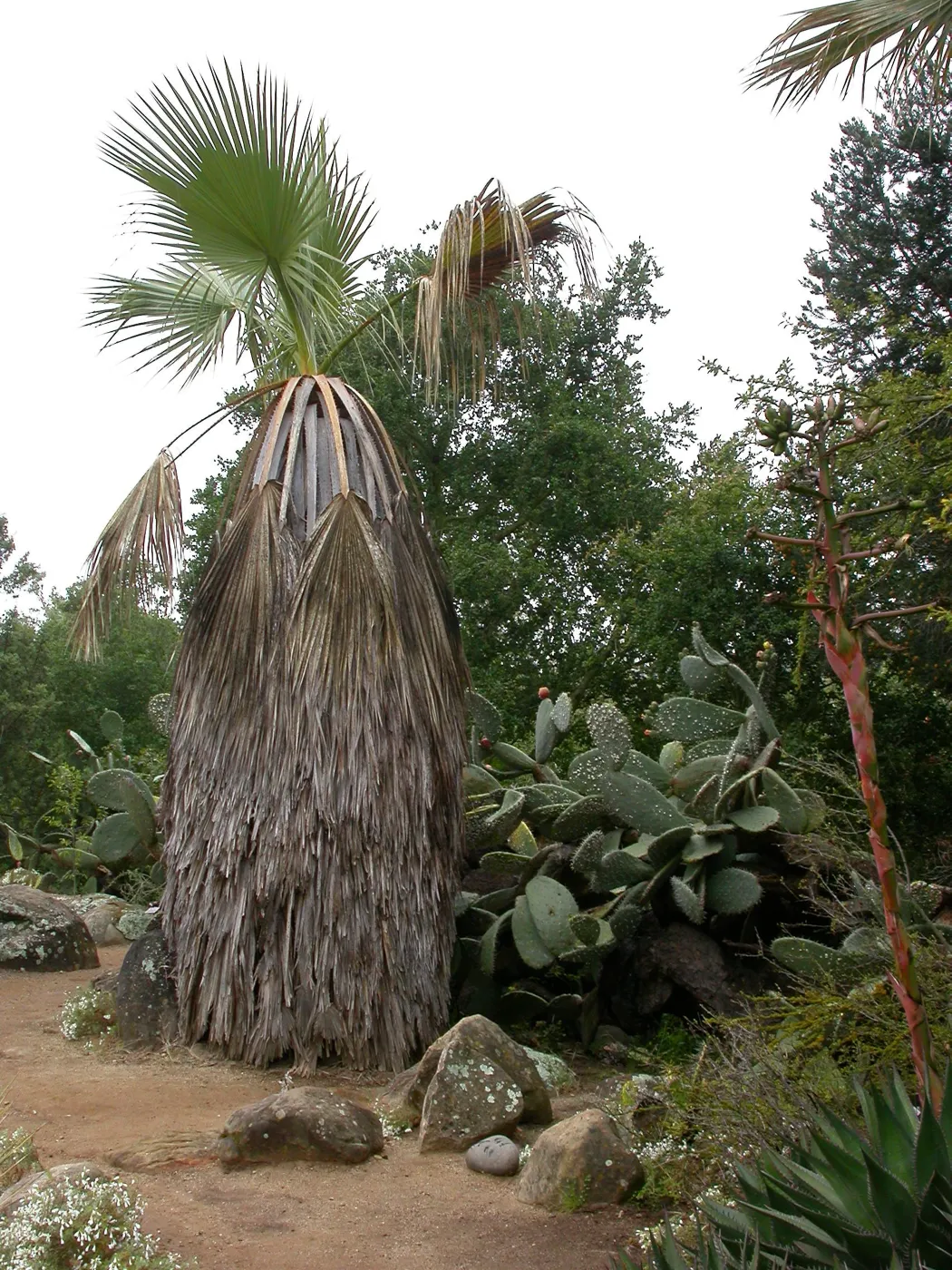 Washingtonia filifera