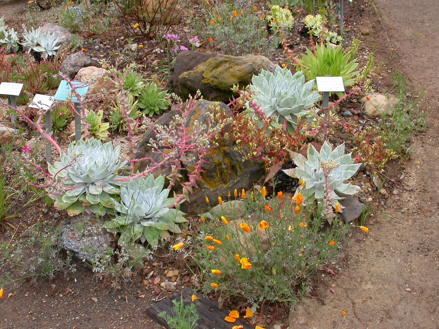 Dudleya brittonii