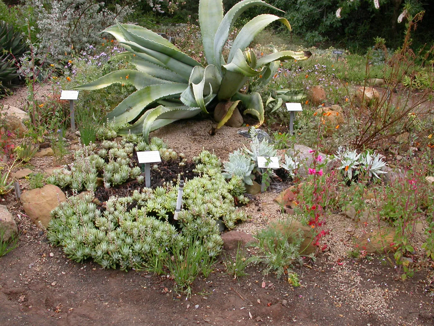 Dudleya formosa with Agave sobria