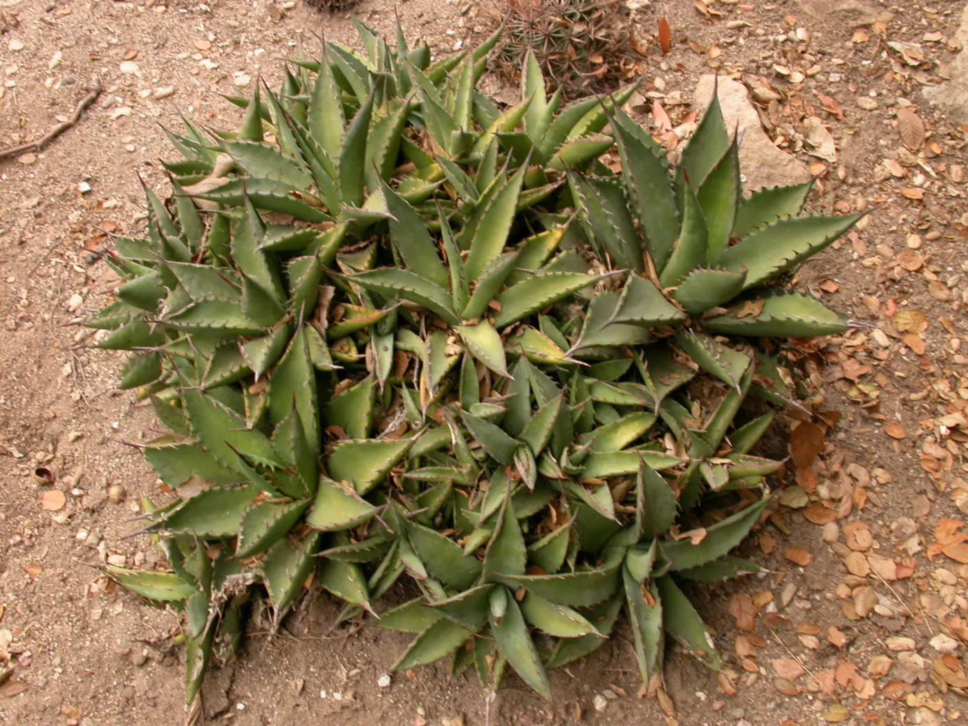 Agave margaritae