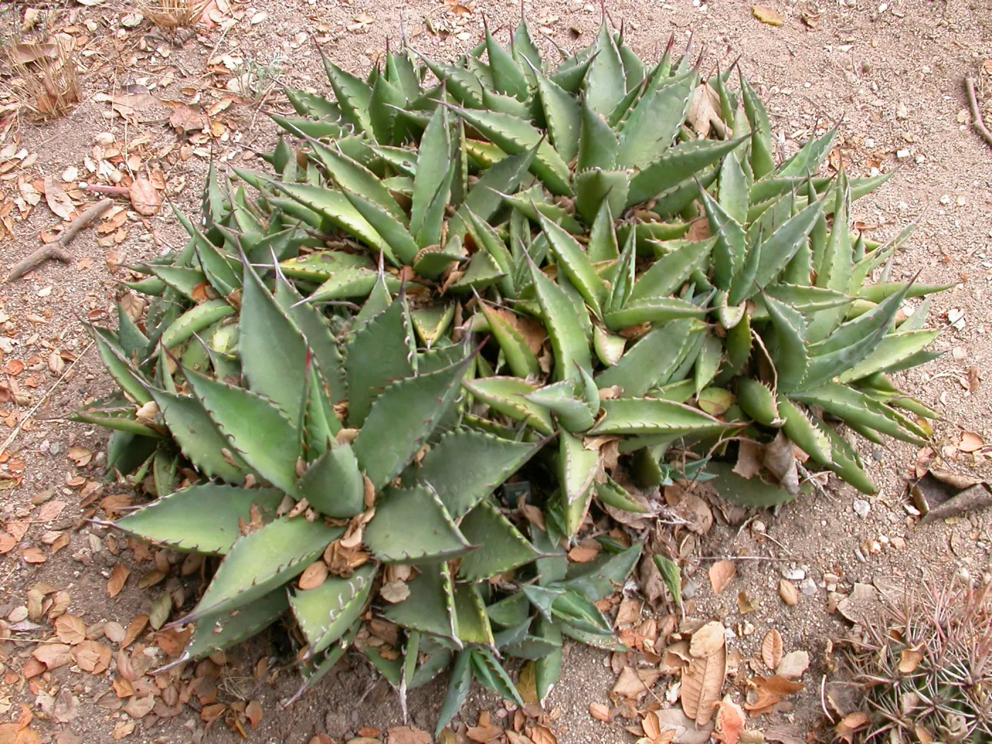 Agave margaritae