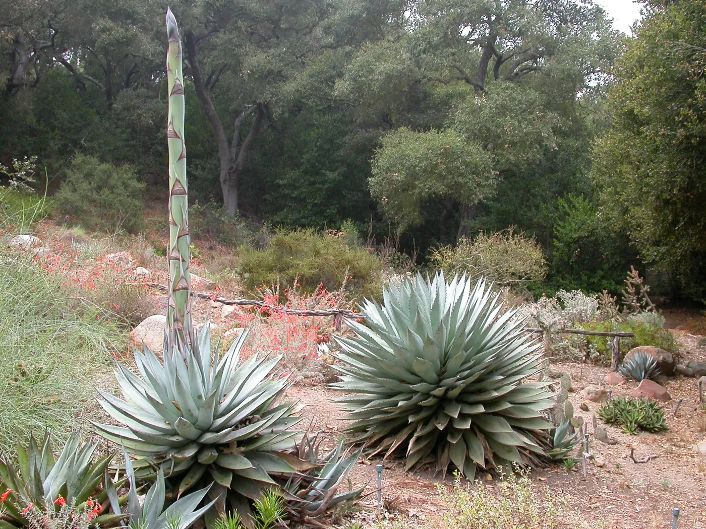 Agave sebastiana