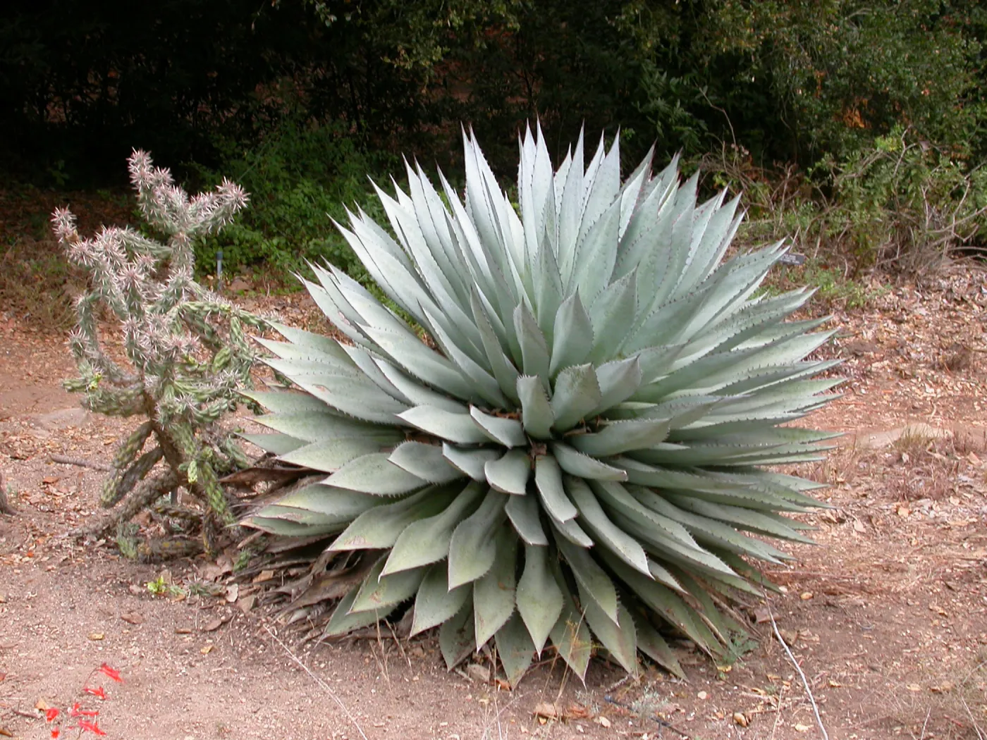 Agave sebastiana
