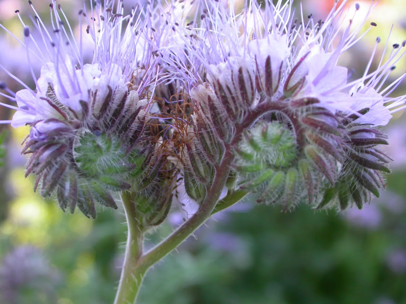 Phacelia tanacetifolia