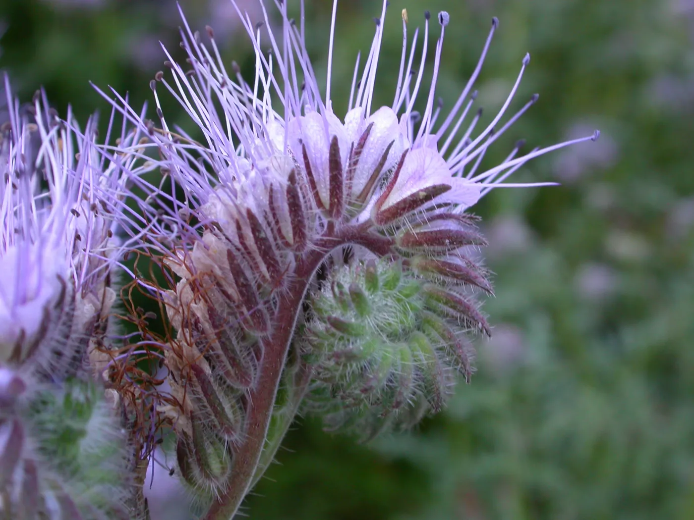 Phacelia tanacetifolia