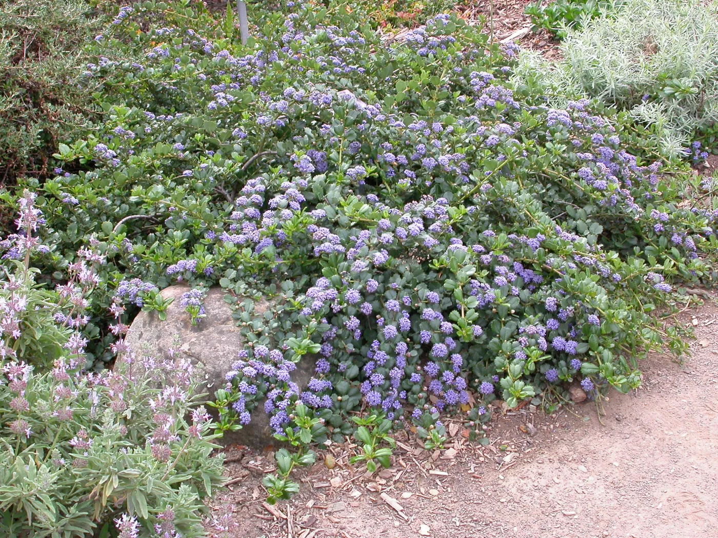 Ceanothus 'Anchor Bay', Groundcover Display