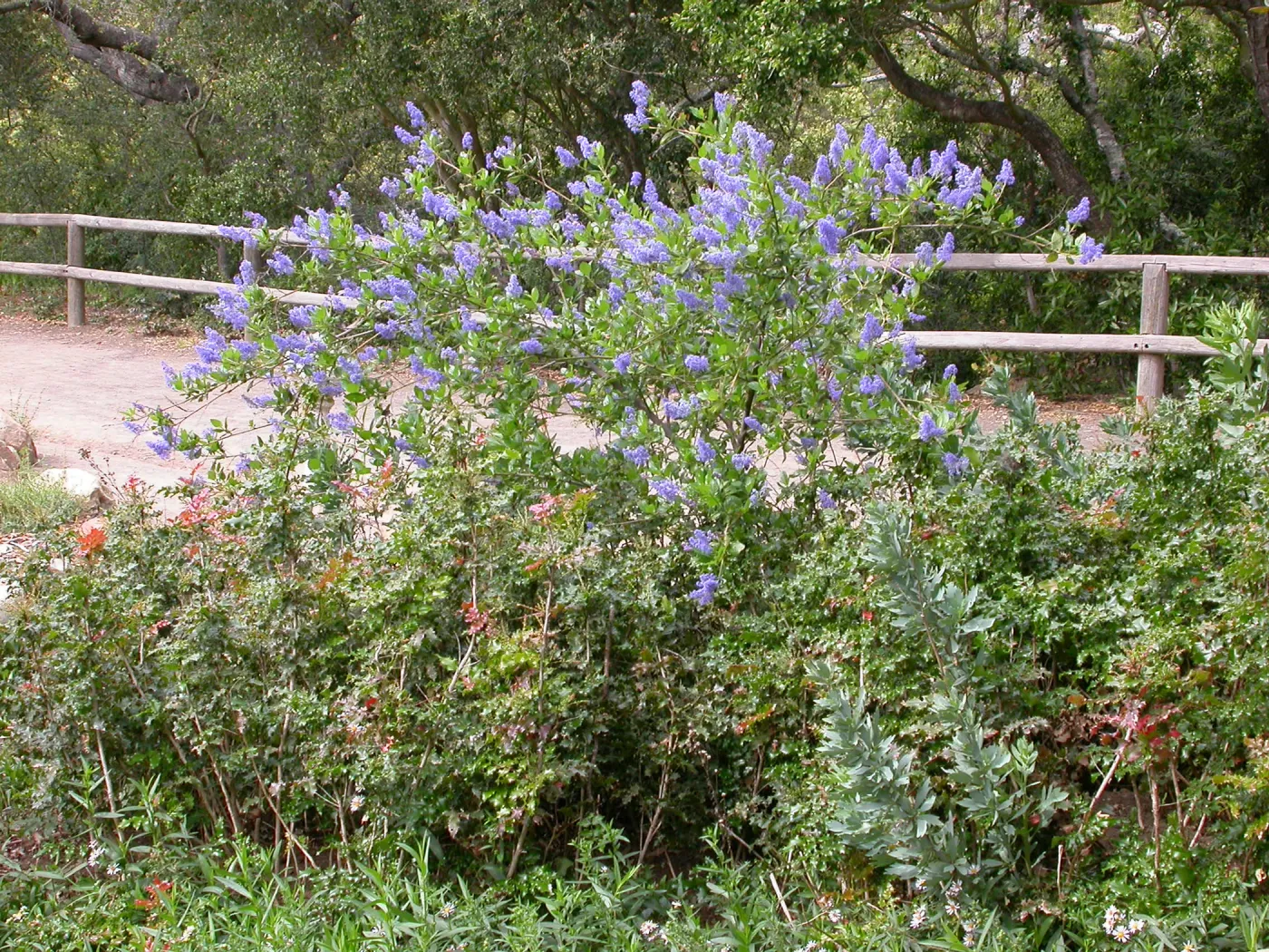 Ceanothus 'Gentian Plume' top of the Meadow