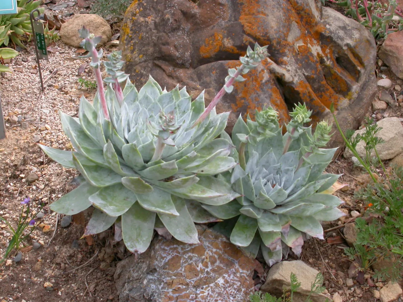 Dudleya brittonii in the Dudleya Display