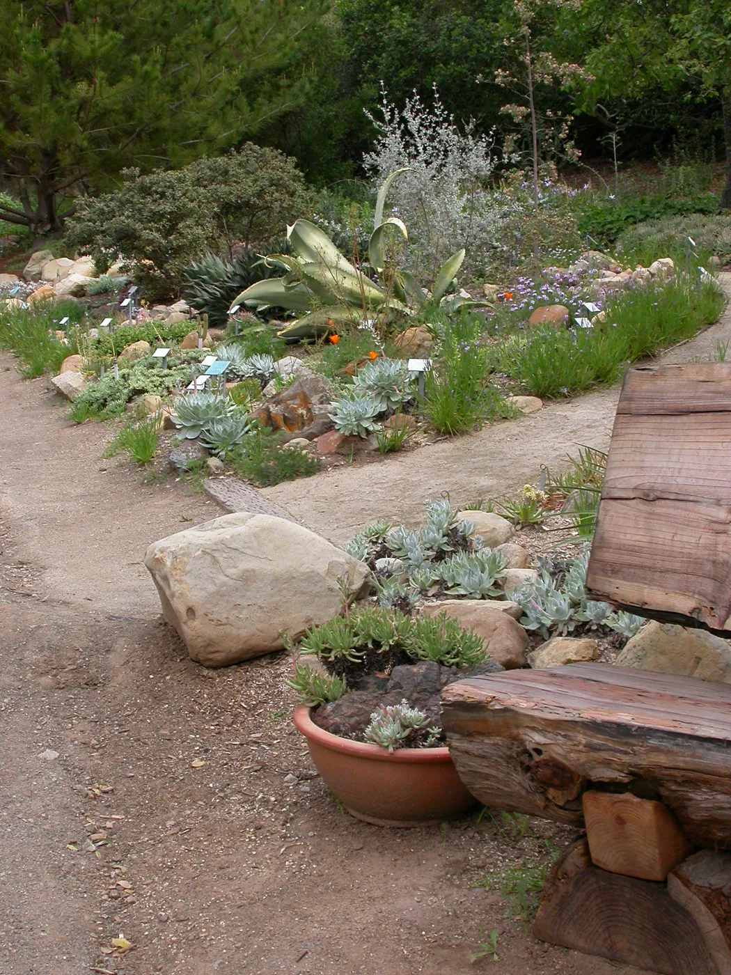 Dudleya display