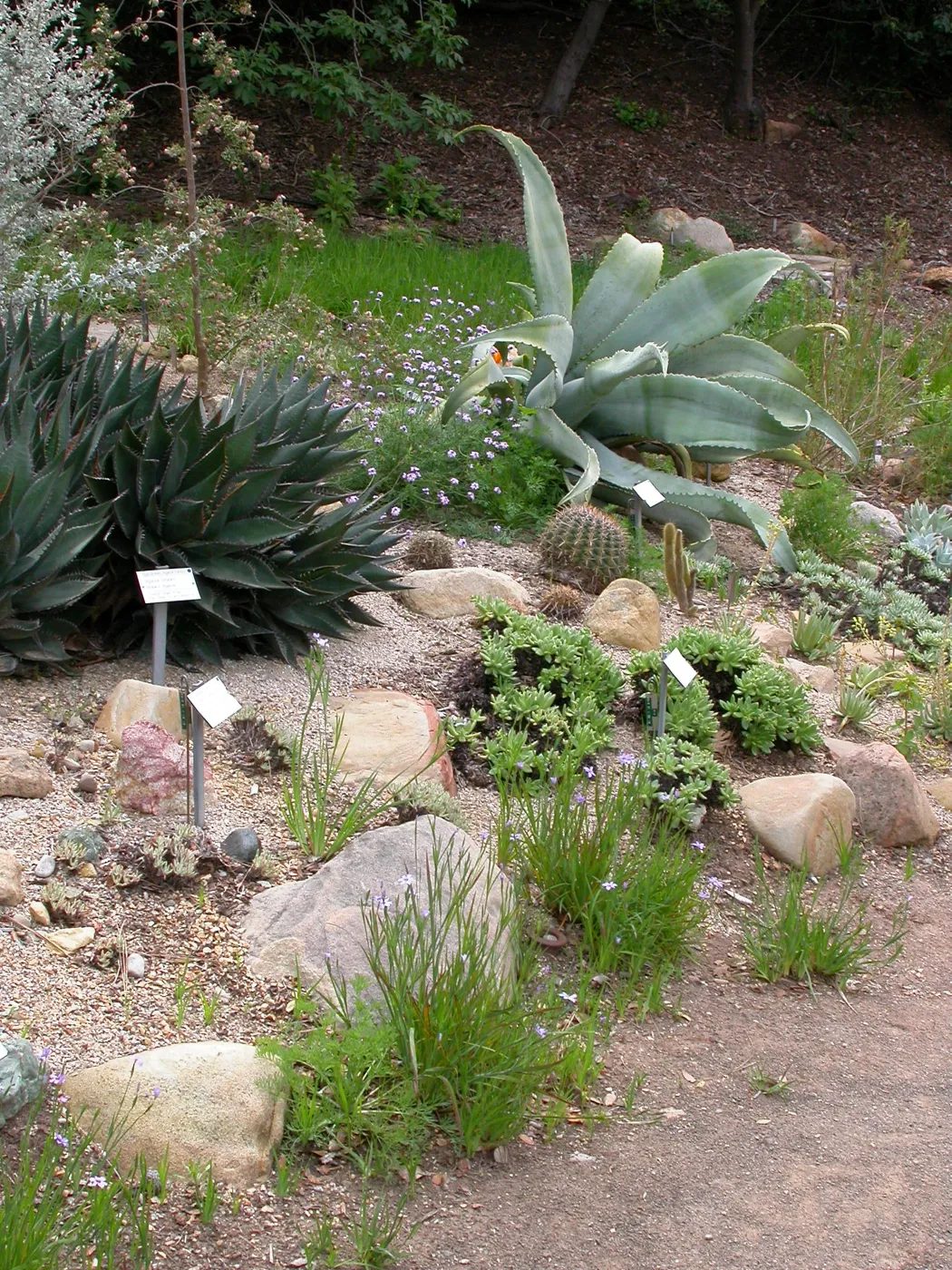 Dudleya display