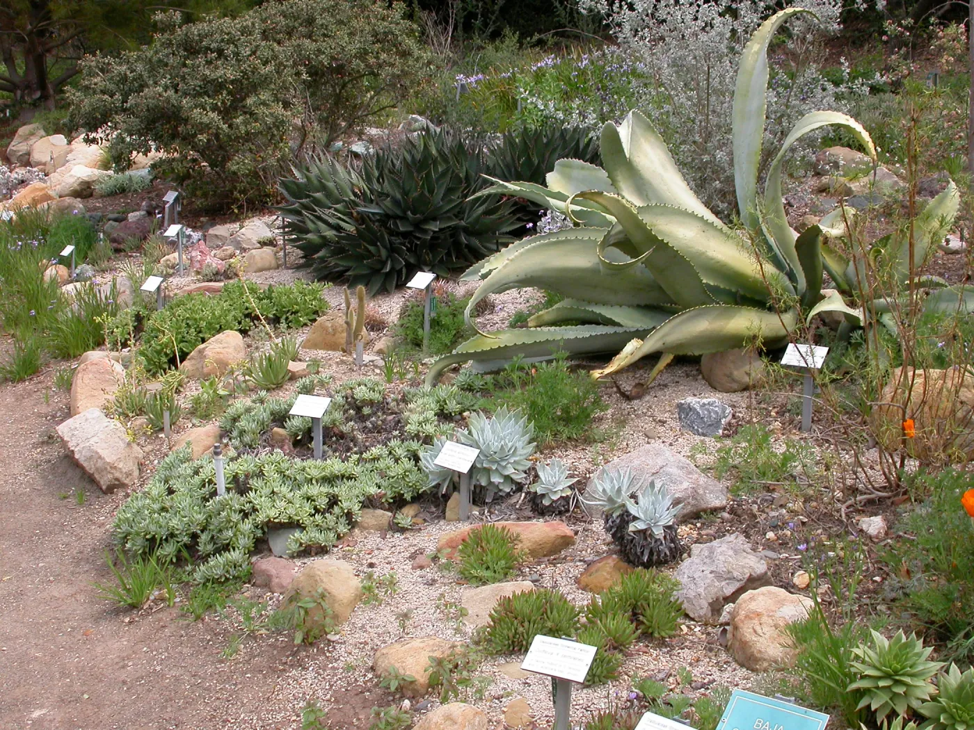 Dudleya display