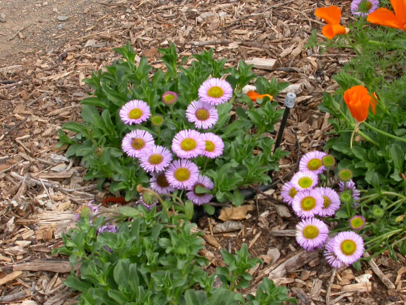 Erigeron 'Bountiful' in the Dudleya Display