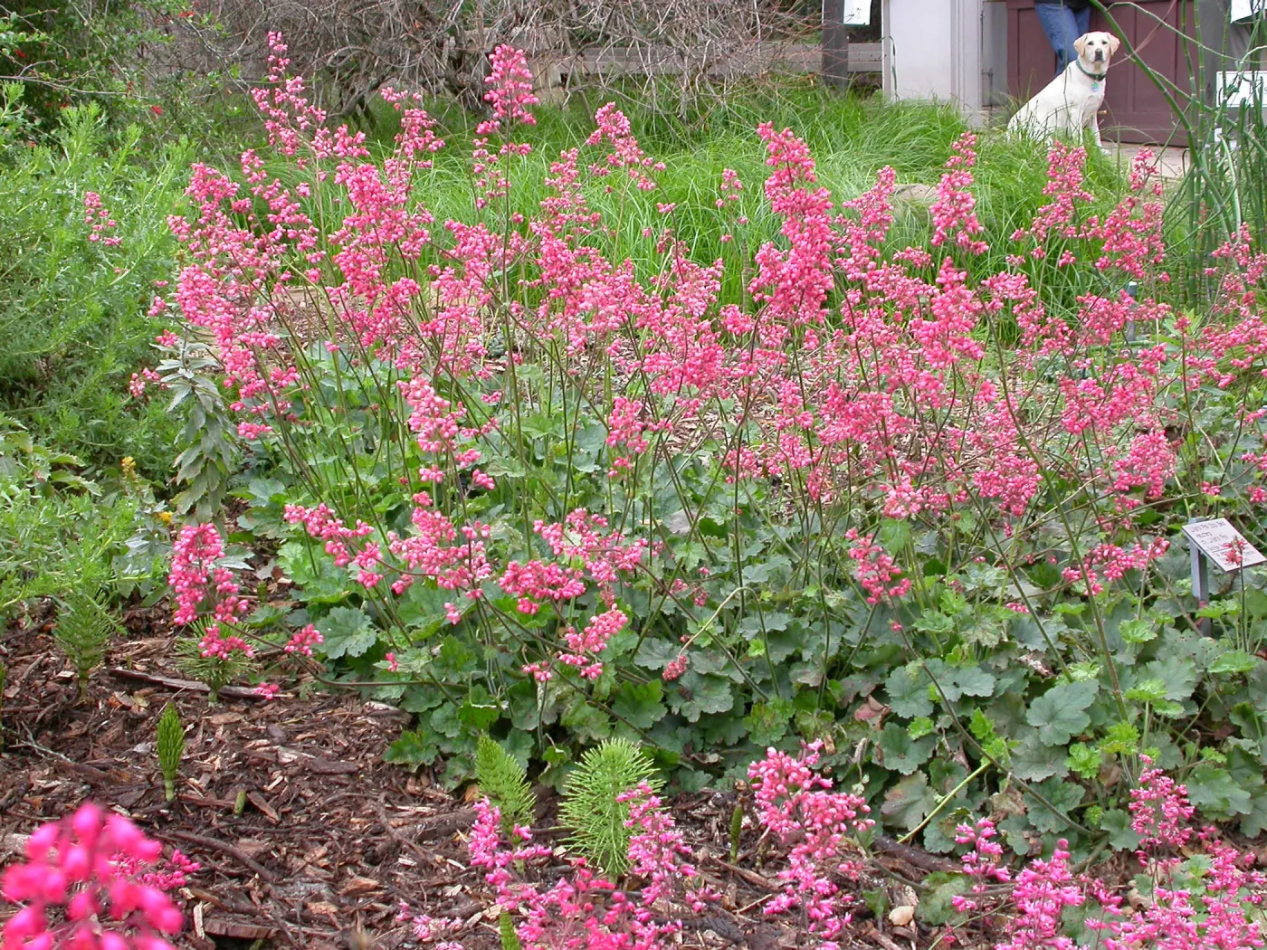 Heuchera cultivars bottom of the Groundcover Display