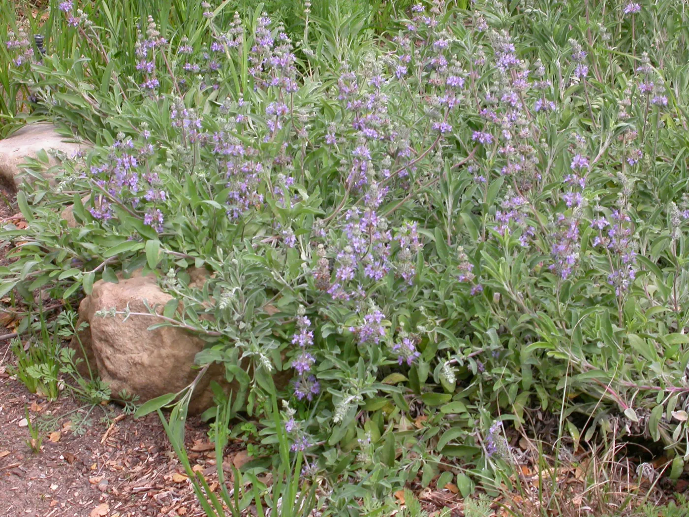 Salvia 'Bee's Bliss' in the Meadow