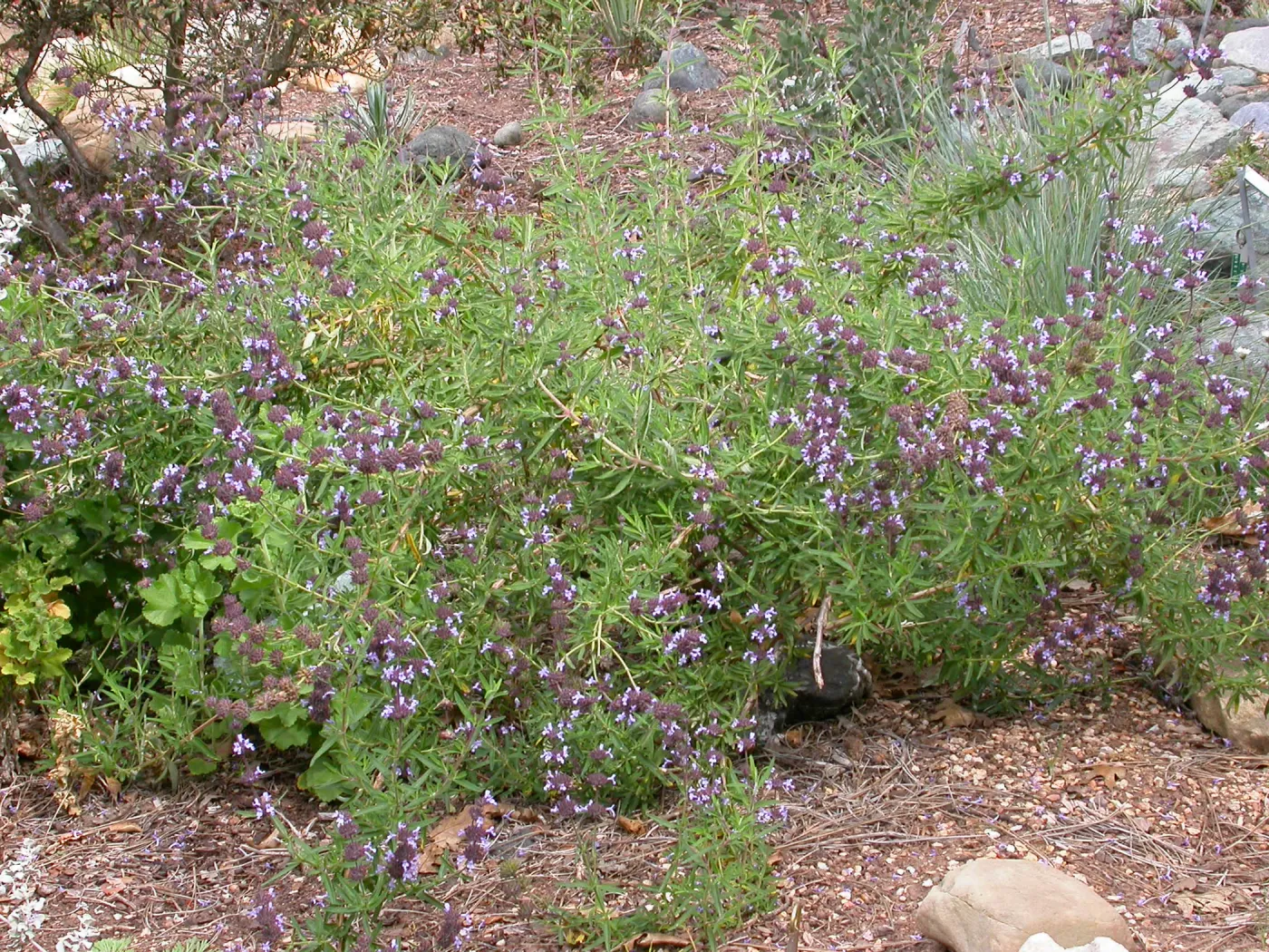 Salvia 'Bee's Bliss' in the Meadow
