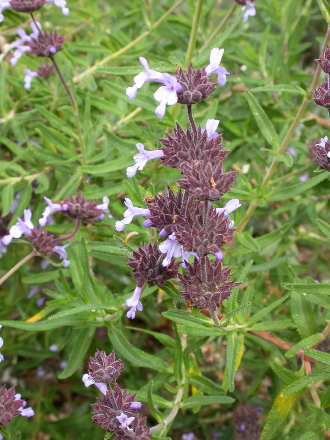 Salvia brandegeei (Santa Rosa Island Sage) hybrid in Dudleya display