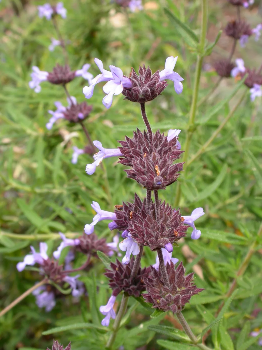 Salvia brandegii (Santa Rosa Island Sage) hybrid in Dudleya display