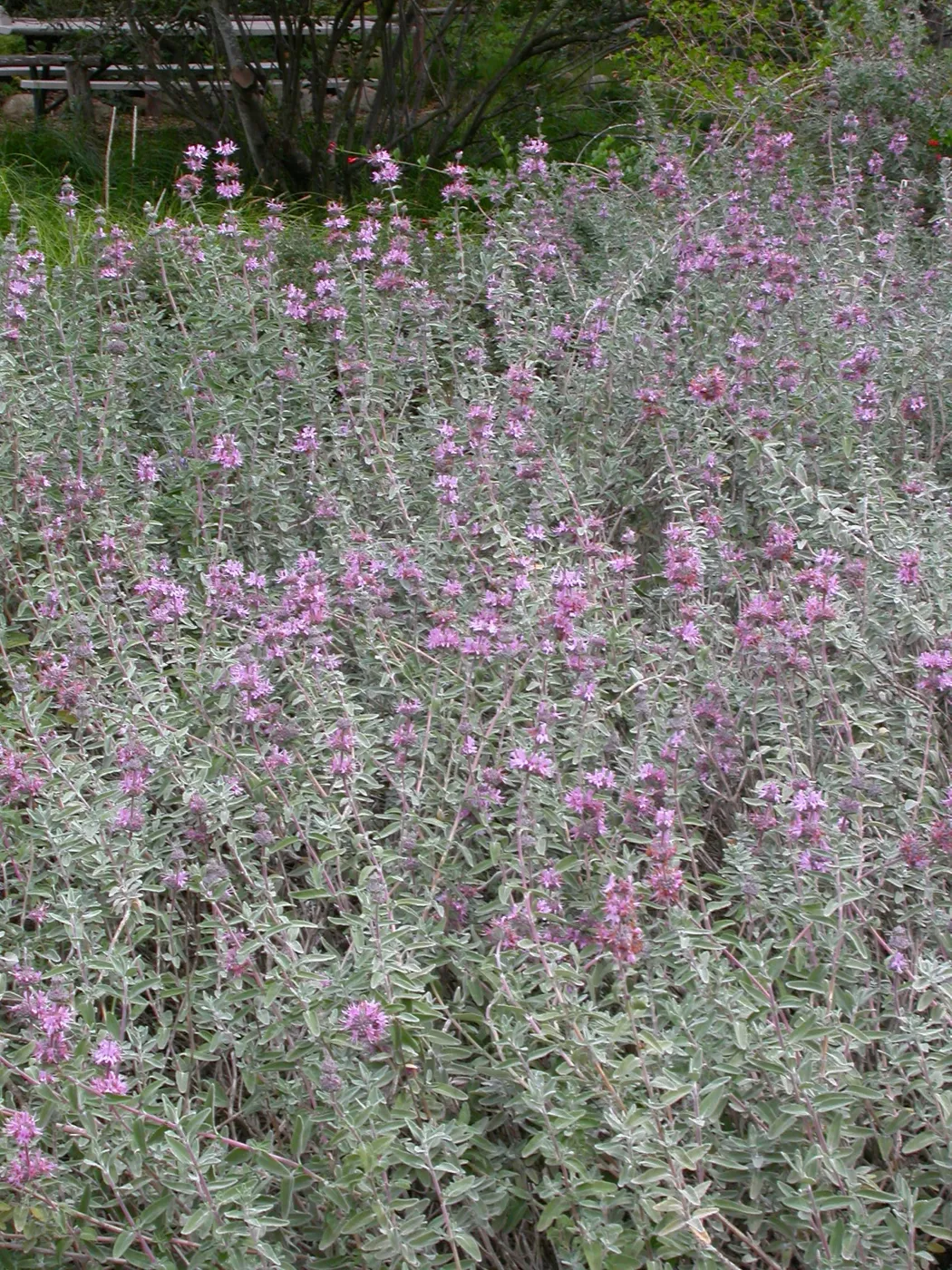 Salvia leucophylla (Purple sage) east side upper Meadow