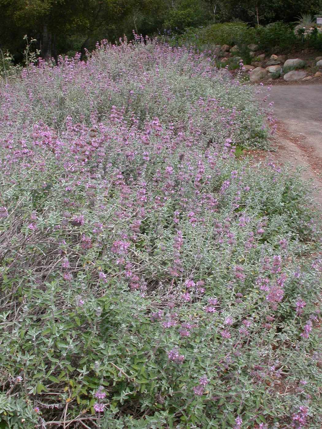 Salvia leucophylla (Purple sage) east side upper Meadow