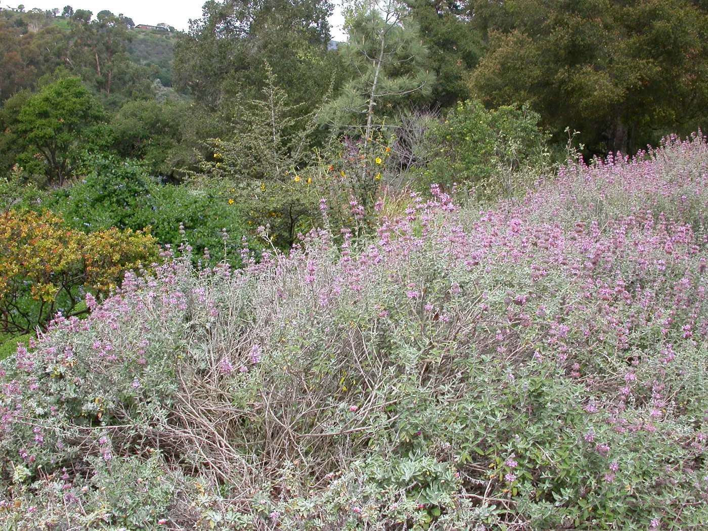 Salvia leucophylla east side upper Meadow