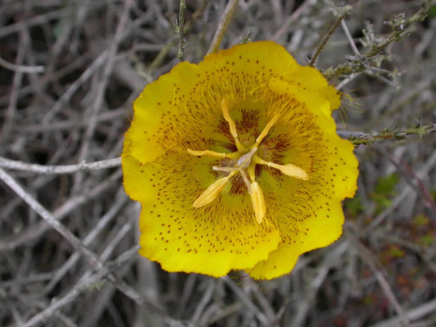Calochortus weedii weedii, Saxony Road, San Diego County